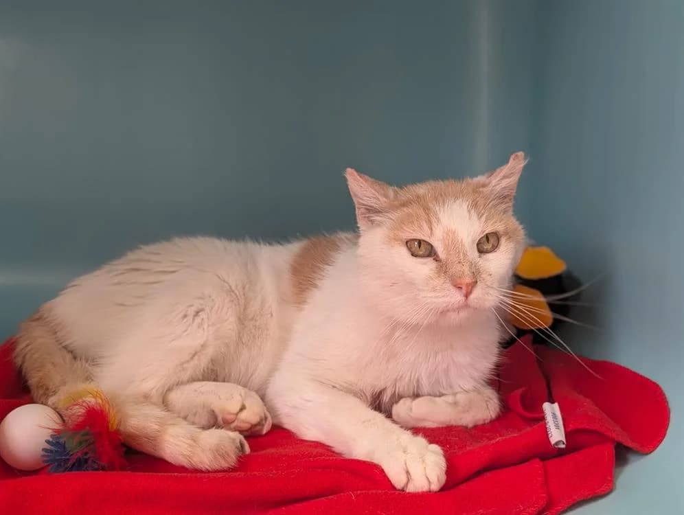 GILLAN, male senior Mixed Breed for adoption at SPA Vichy (Brugheas), Vichy
