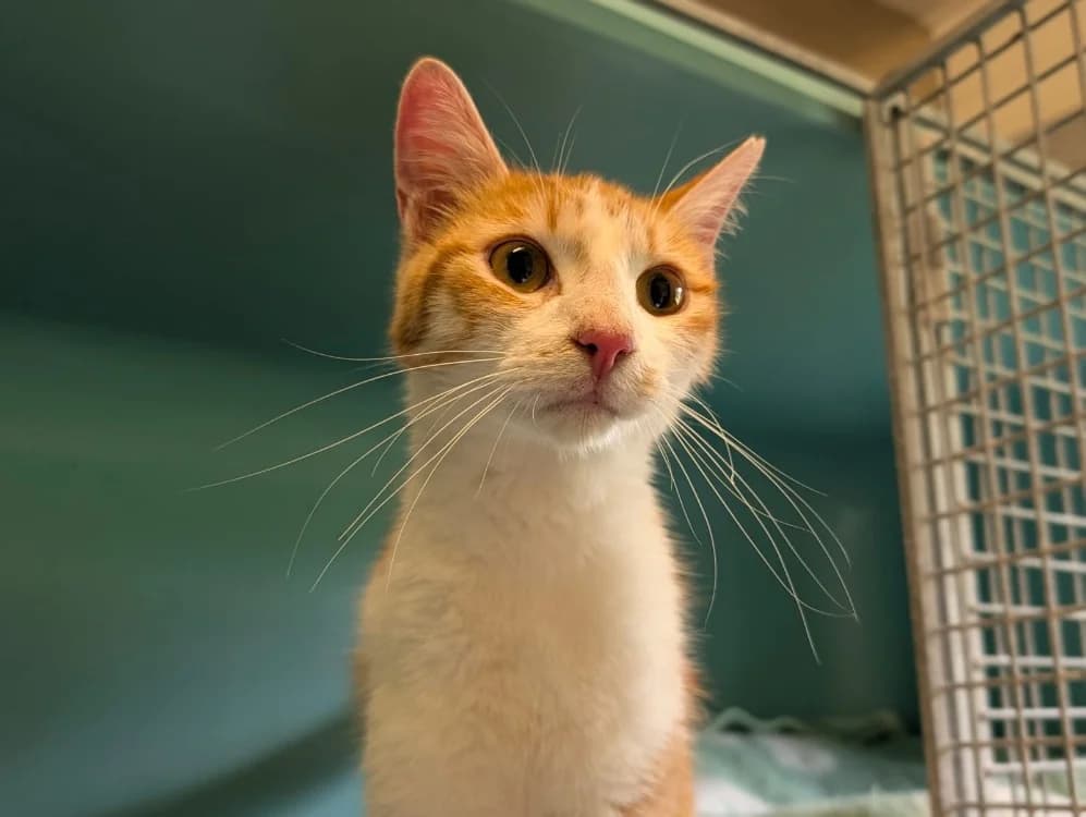CORN FLAKES, male young Mixed Breed for adoption at SPA Vichy (Brugheas), Vichy