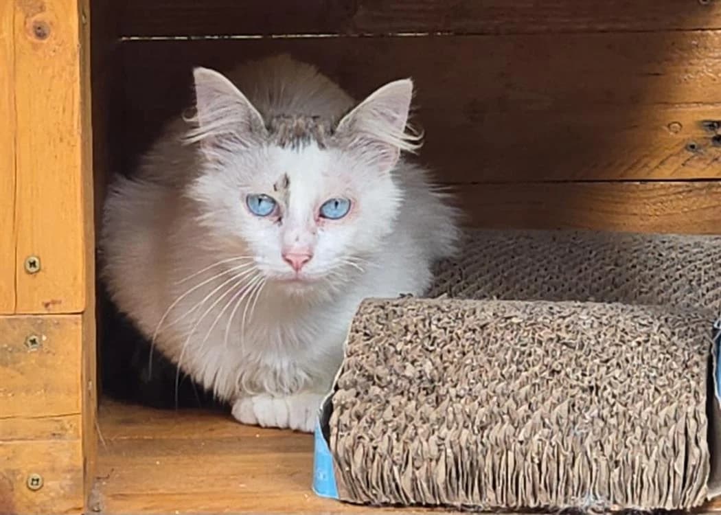 CHIPSTER, male 3yo Mixed Breed for adoption at SPA Vichy (Brugheas), Vichy