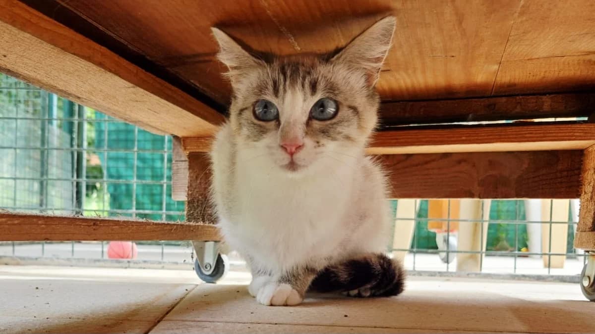 CURLY, female young Mixed Breed for adoption at SPA Vichy (Brugheas), Vichy