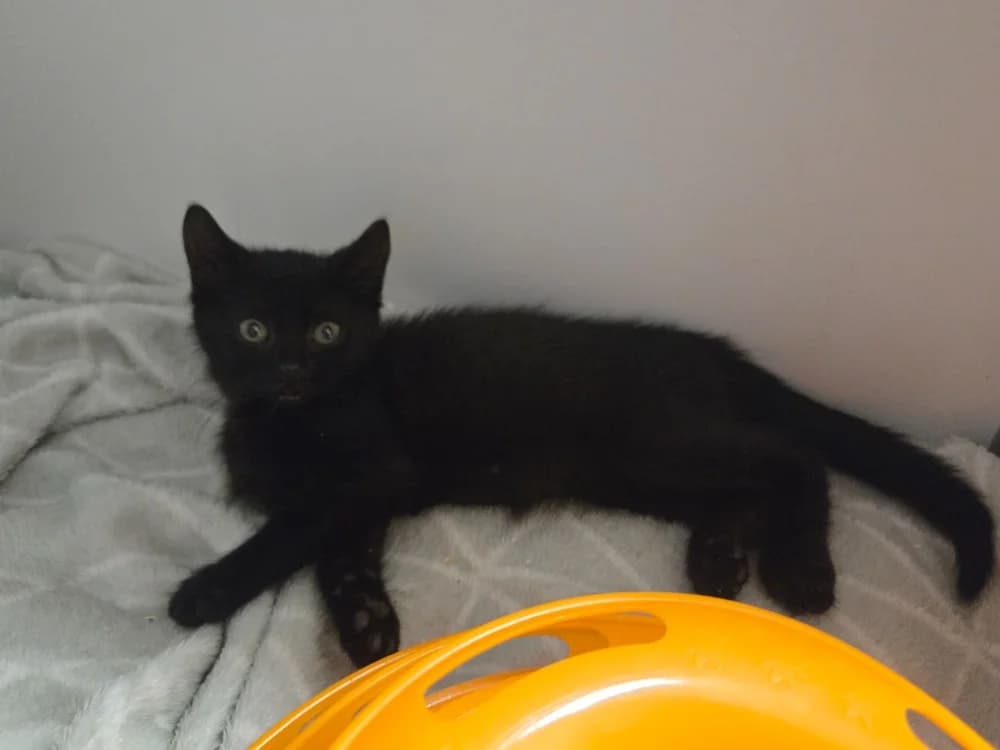 NERA, female Mixed Breed for adoption at SPA Vichy (Brugheas), Vichy