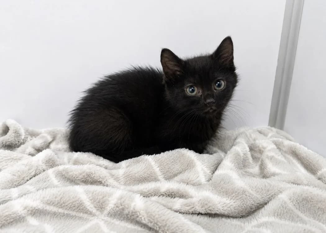 KURO, male Mixed Breed for adoption at SPA Vichy (Brugheas), Vichy