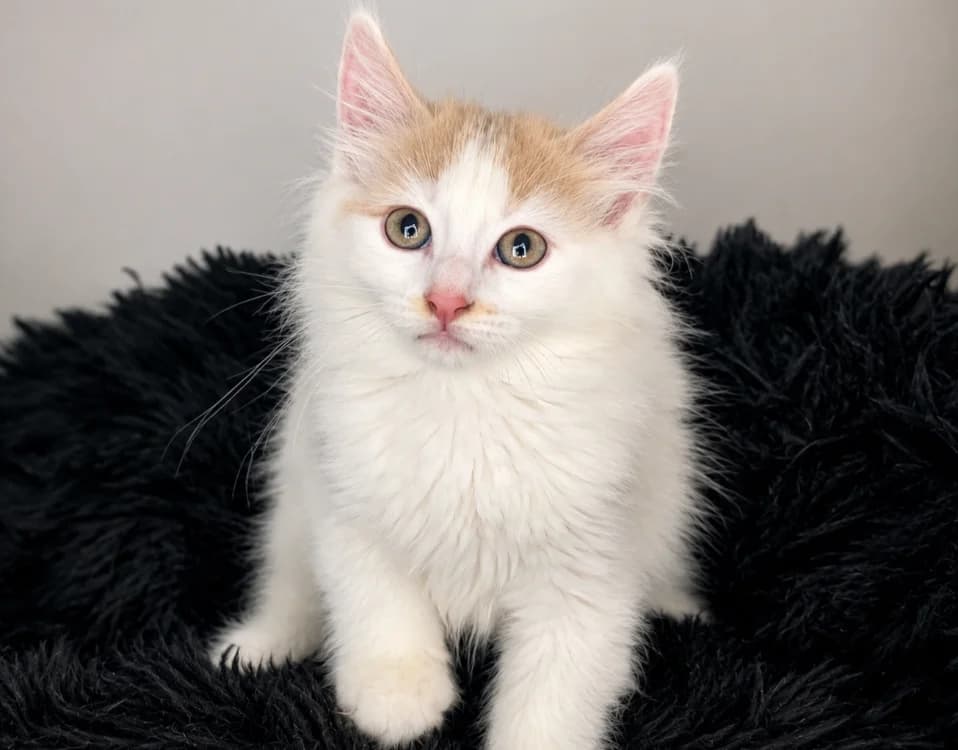 BRETZEL, male Mixed Breed for adoption at SPA Vichy (Brugheas), Vichy