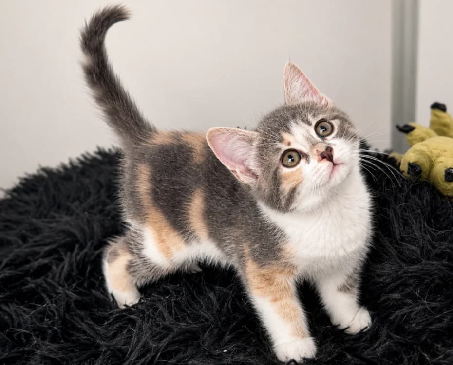 KIDA, female Mixed Breed for adoption at SPA Vichy (Brugheas), Vichy
