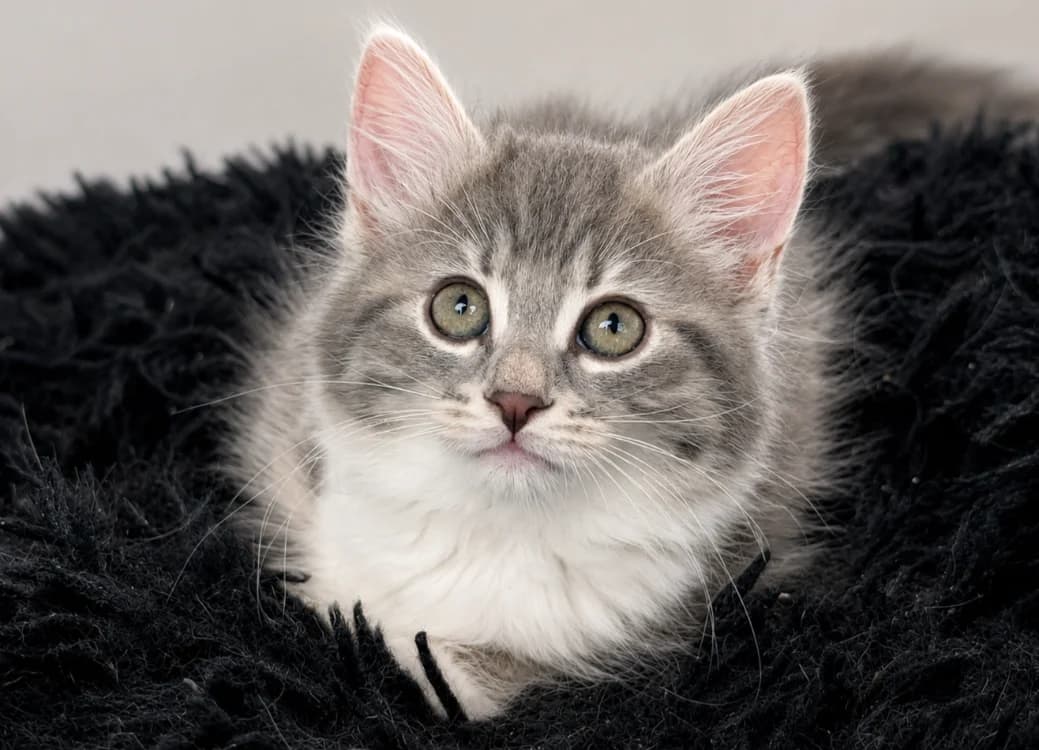 MACADAMIA, female Mixed Breed for adoption at SPA Vichy (Brugheas), Vichy