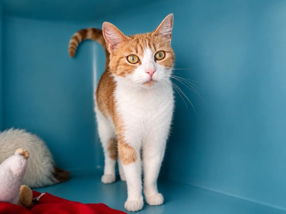 CAJOU, female 3yo Mixed Breed for adoption at SPA Vichy (Brugheas), Vichy