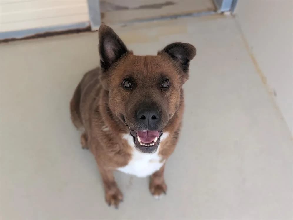 ARYA, Mixed Breed (SPA Vichy (Brugheas))
