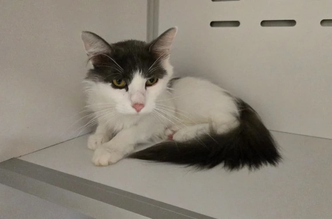 Artémis, female young Mixed Breed for adoption at SPA Vichy (Brugheas), Vichy