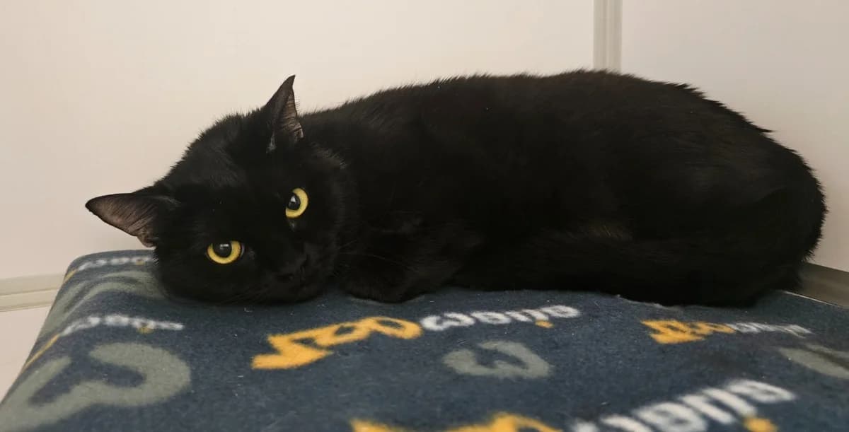 IBIS, male 3yo Mixed Breed for adoption at SPA Vichy (Brugheas), Vichy