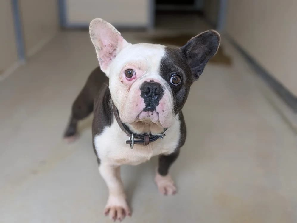 MAO, male 6yo French Bulldog for adoption at SPA Vichy (Brugheas), Vichy