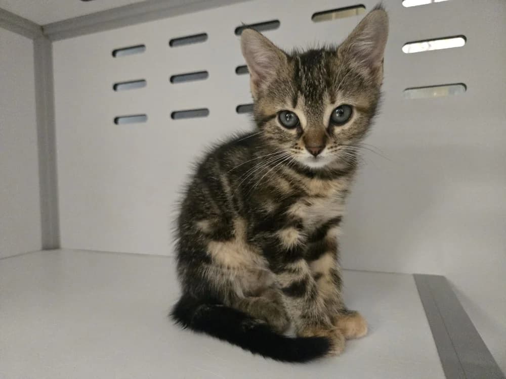 MAG, female Mixed Breed for adoption at SPA Vichy (Brugheas), Vichy