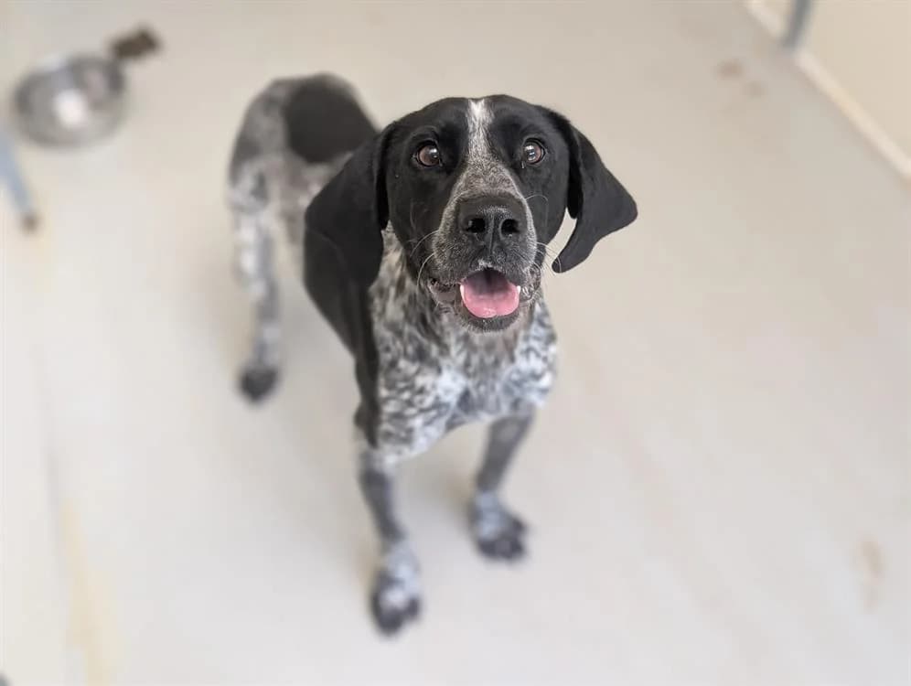 FLINT, male young Pointer for adoption at SPA Vichy (Brugheas), Vichy