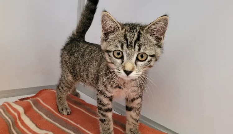 misty, female Mixed Breed for adoption at SPA Vichy (Brugheas), Vichy