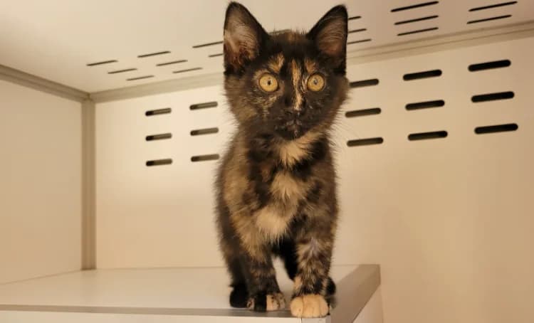 Béa, female Mixed Breed for adoption at SPA Vichy (Brugheas), Vichy