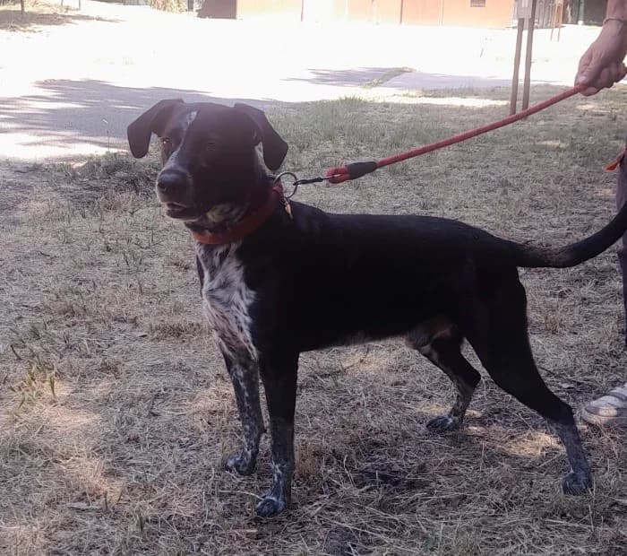 RASTA, male 5yo Mixed Breed for adoption at SPA Vichy (Brugheas), Vichy