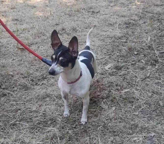 MYRABELLE, female senior mixed breed for adoption at SPA Vichy (Brugheas), Vichy