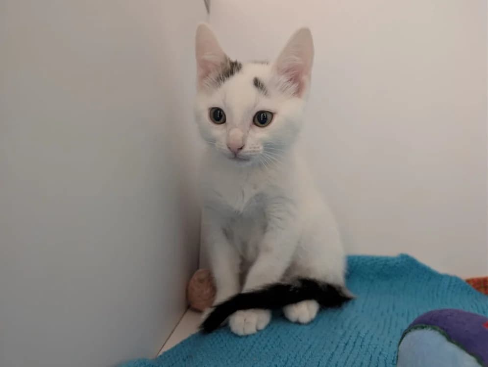 BIDULE, male Mixed Breed for adoption at SPA Vichy (Brugheas), Vichy