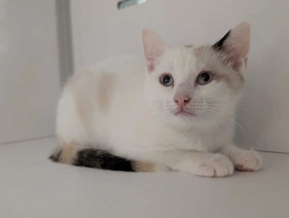 ALTHEA, female Mixed Breed for adoption at SPA Vichy (Brugheas), Vichy