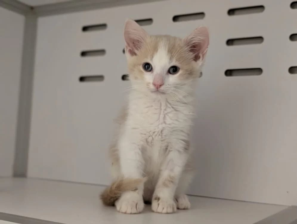 ESTEBAN, male Mixed Breed for adoption at SPA Vichy (Brugheas), Vichy