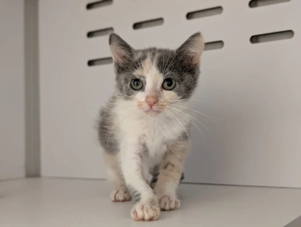 ZIA, female Mixed Breed for adoption at SPA Vichy (Brugheas), Vichy
