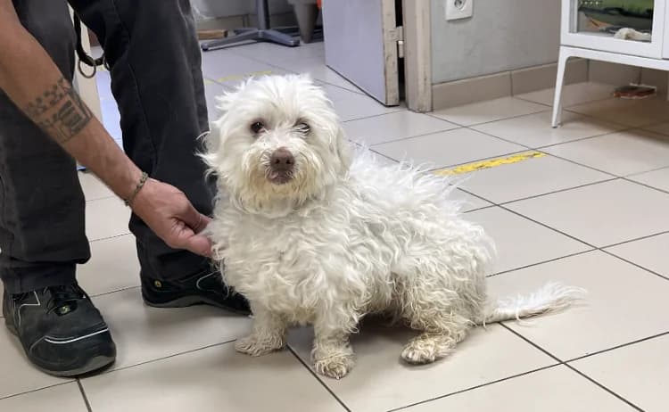 TENNO, male 5yo Bichon Frisé for adoption at SPA Vichy (Brugheas), Vichy