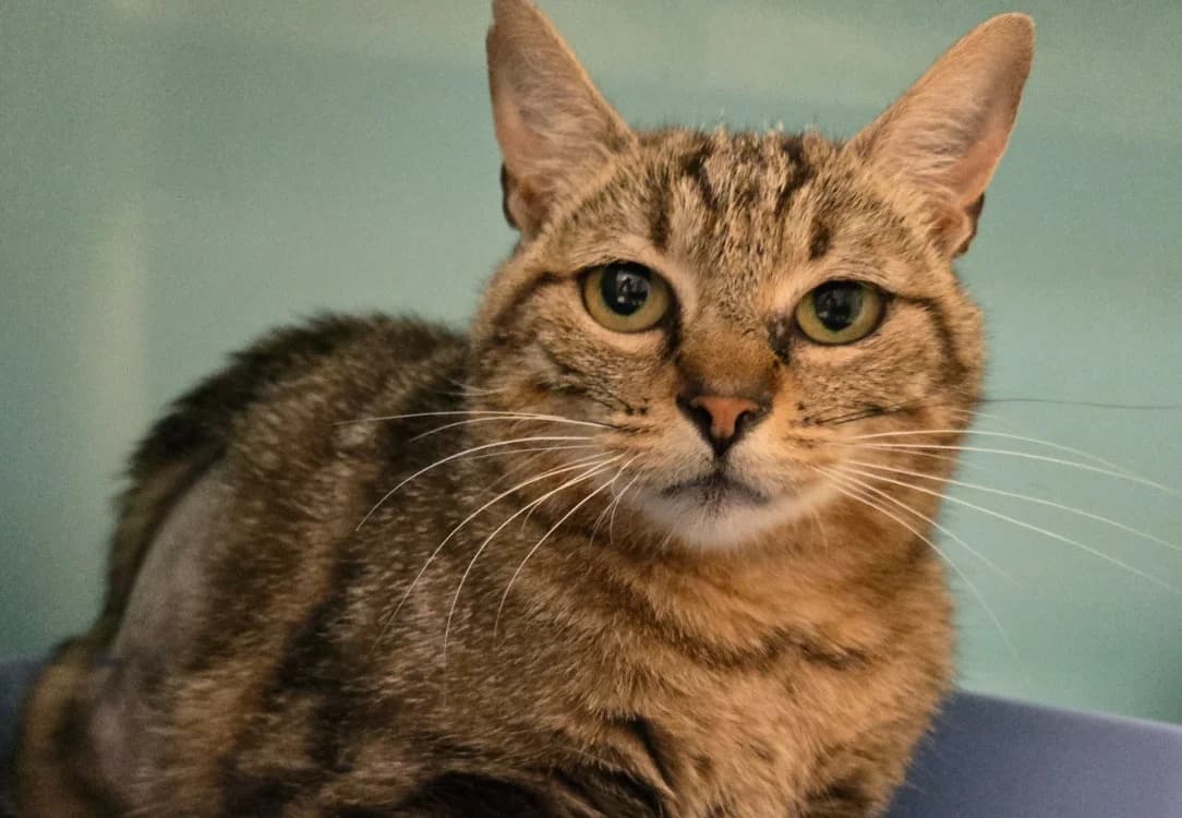 PEARL, female 3yo Mixed Breed for adoption at SPA Vichy (Brugheas), Vichy