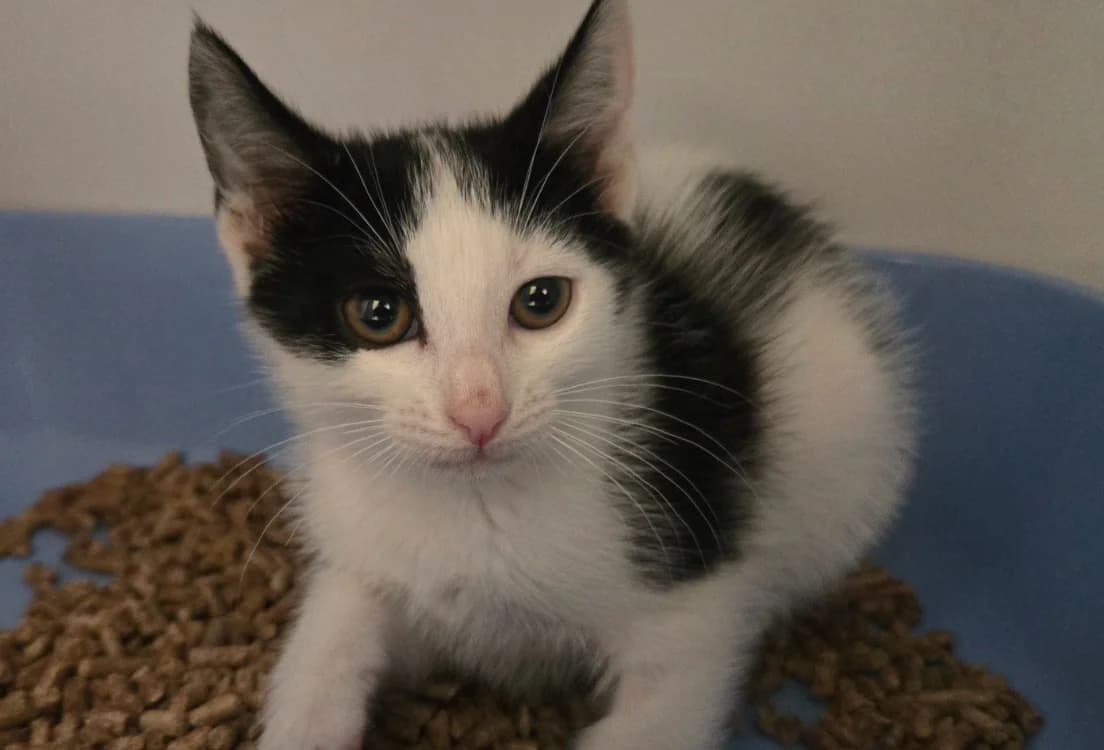 THEÏA, female Mixed Breed for adoption at SPA Vichy (Brugheas), Vichy