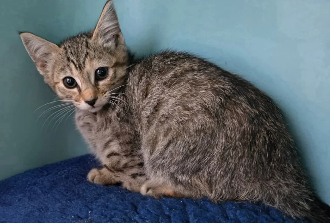 TAGADA, female Mixed Breed for adoption at SPA Vichy (Brugheas), Vichy
