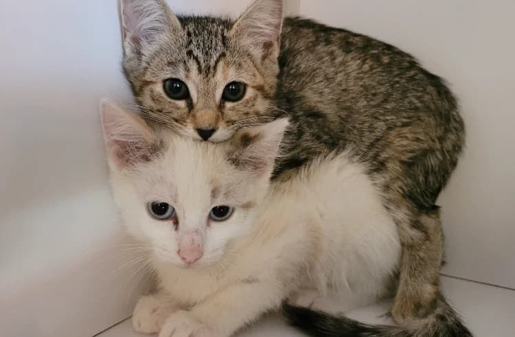 Chupa Chups, female Mixed Breed for adoption at SPA Vichy (Brugheas), Vichy