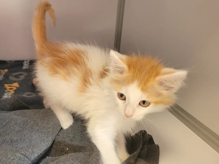 GOUPPI, male Mixed Breed for adoption at SPA Vichy (Brugheas), Vichy