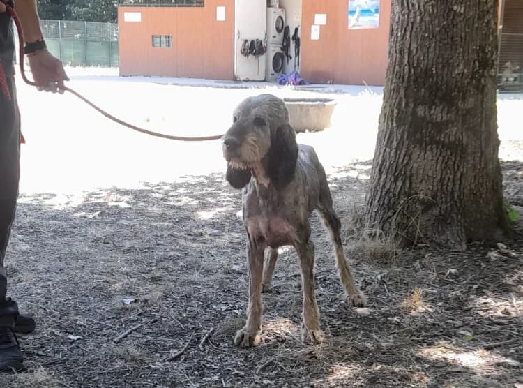 Nuts, male senior Labrador Retriever for adoption at SPA Vichy (Brugheas), Vichy