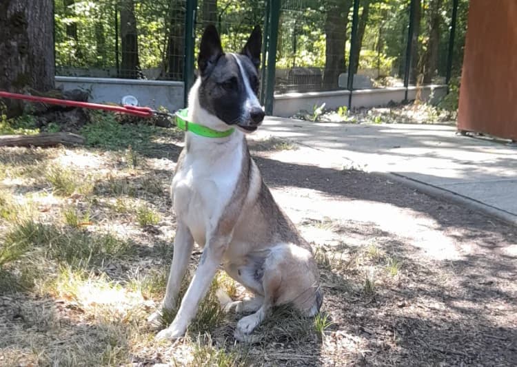 Pronto, male Mixed Breed for adoption at SPA Vichy (Brugheas), Vichy