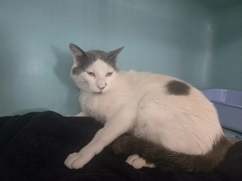 Genepi, male Mixed Breed for adoption at SPA Vichy (Brugheas), Vichy