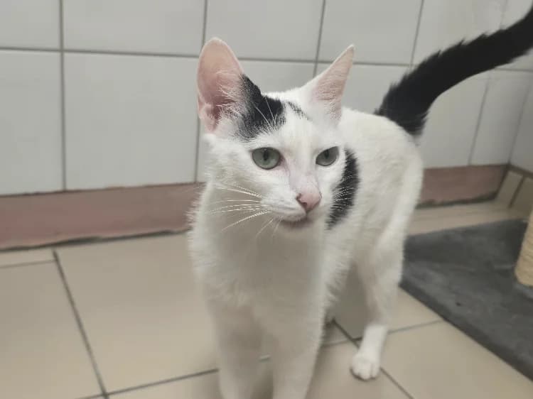 RHEA, Mixed Breed (SPA Thionville)