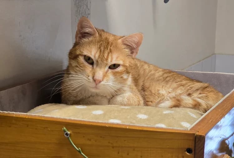 CHARLIE, male senior mixed breed for adoption at SPA Vichy (Brugheas), Vichy