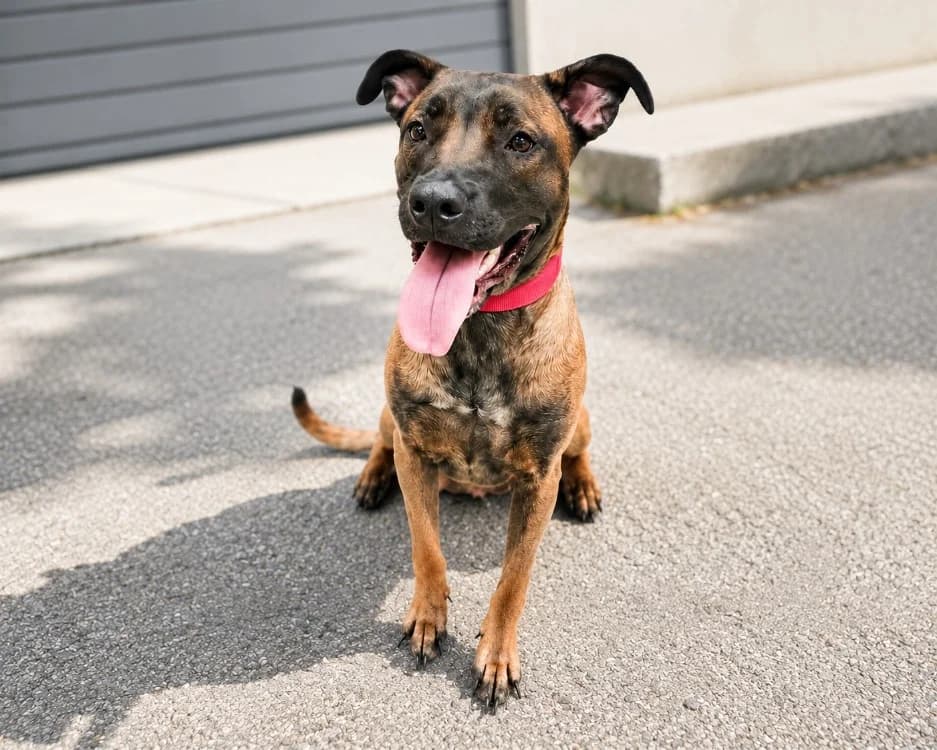 GITANE, female young Mixed Breed for adoption at SPA Vichy (Brugheas), Vichy