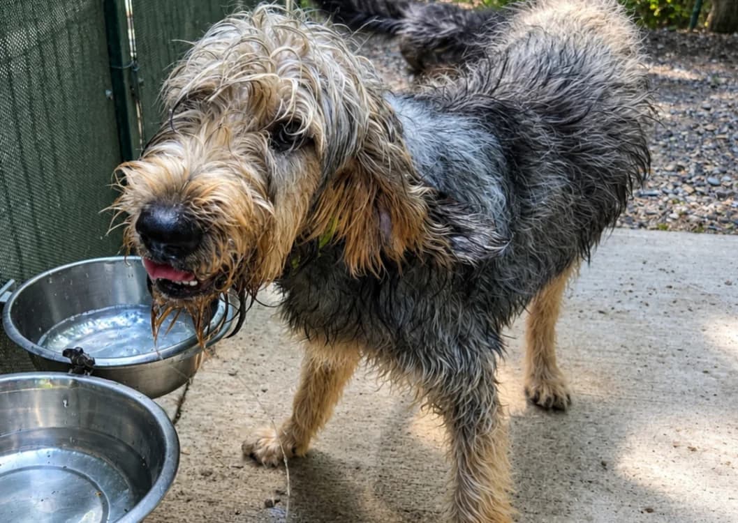 BARBOUILLE, male young Mixed Breed for adoption at SPA Vichy (Brugheas), Vichy