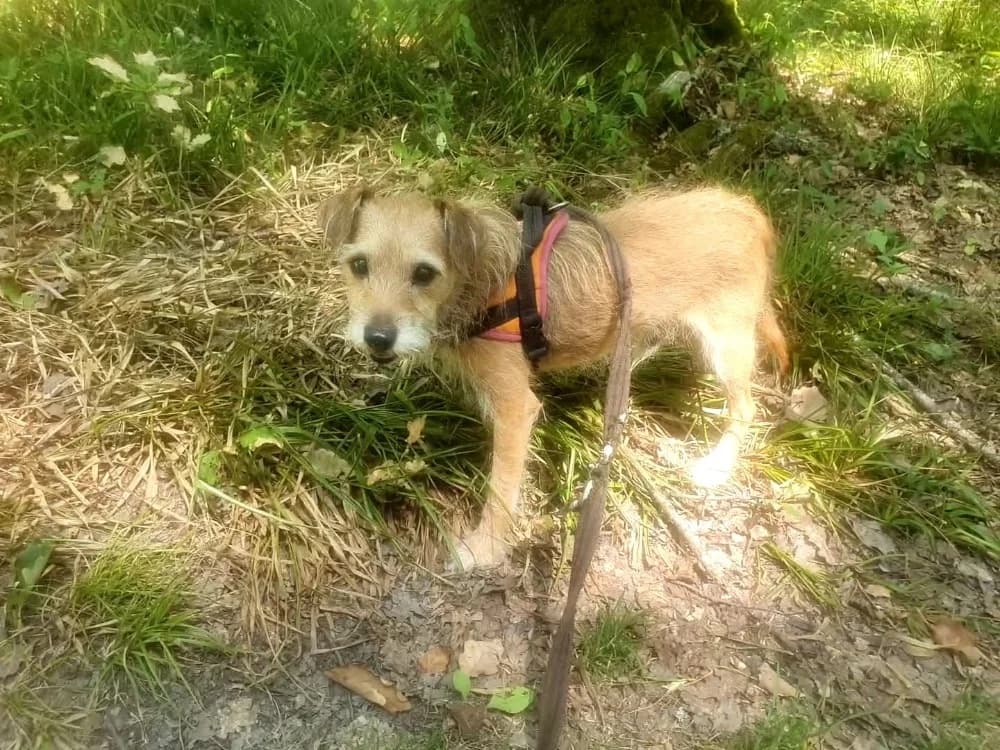 JUNIOR, male senior German Shepherd for adoption at SPA Vichy (Brugheas), Vichy