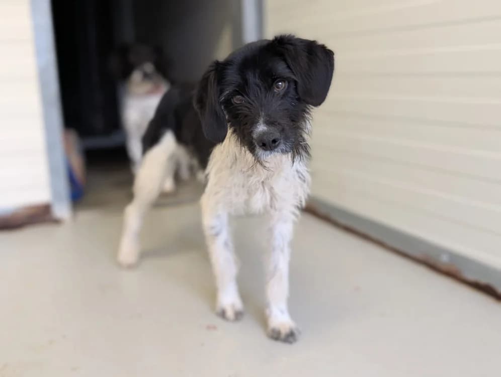 ABBY, female young Mixed Breed for adoption at SPA Vichy (Brugheas), Vichy