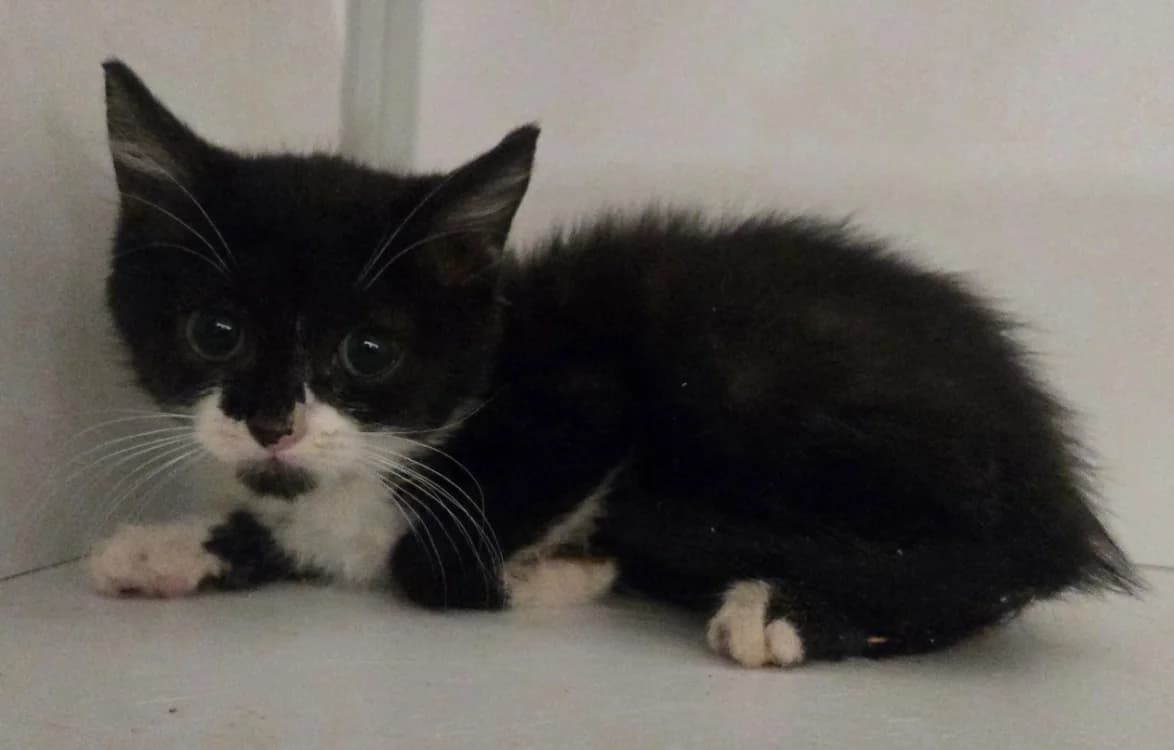 BATMAN, male Mixed Breed for adoption at SPA Vichy (Brugheas), Vichy