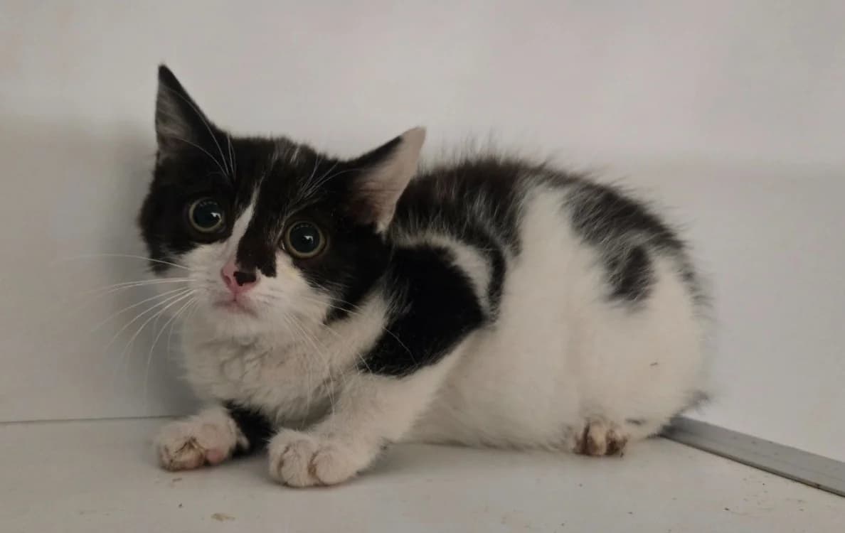 ROBIN, male mixed breed for adoption at SPA Vichy (Brugheas), Vichy