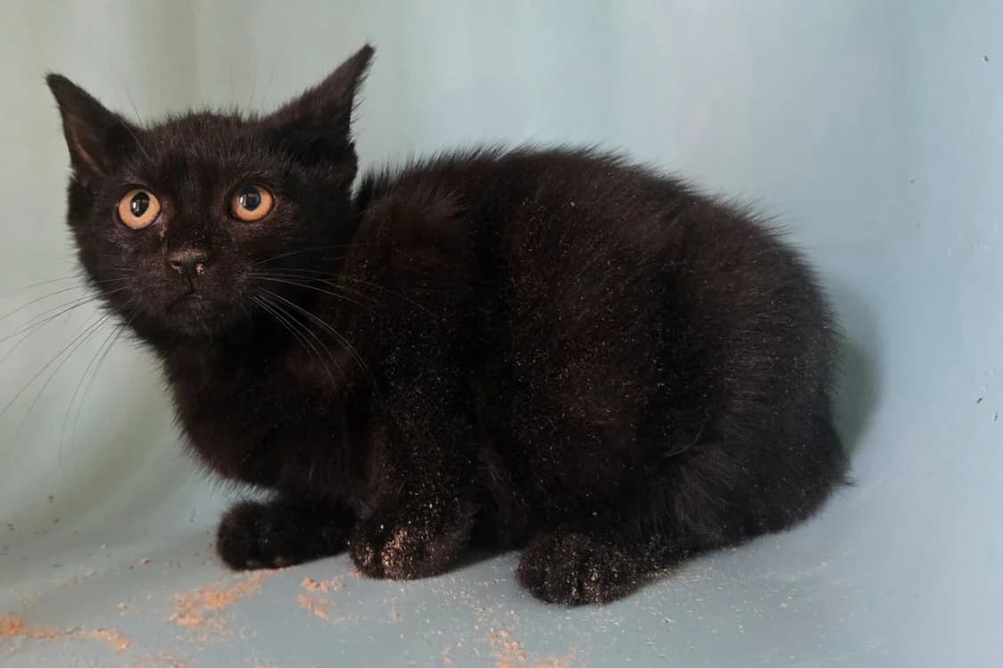 SAKURA, female Mixed Breed for adoption at SPA Vichy (Brugheas), Vichy