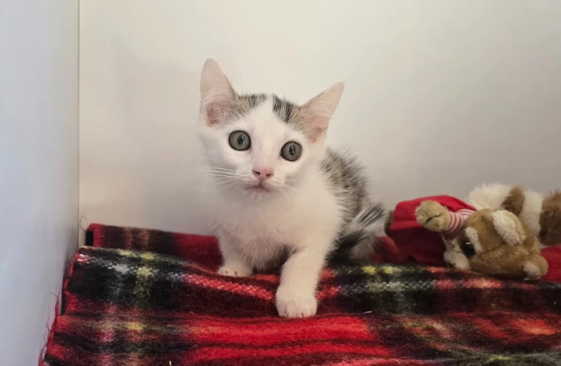 LEXIE, female Mixed Breed for adoption at SPA Vichy (Brugheas), Vichy