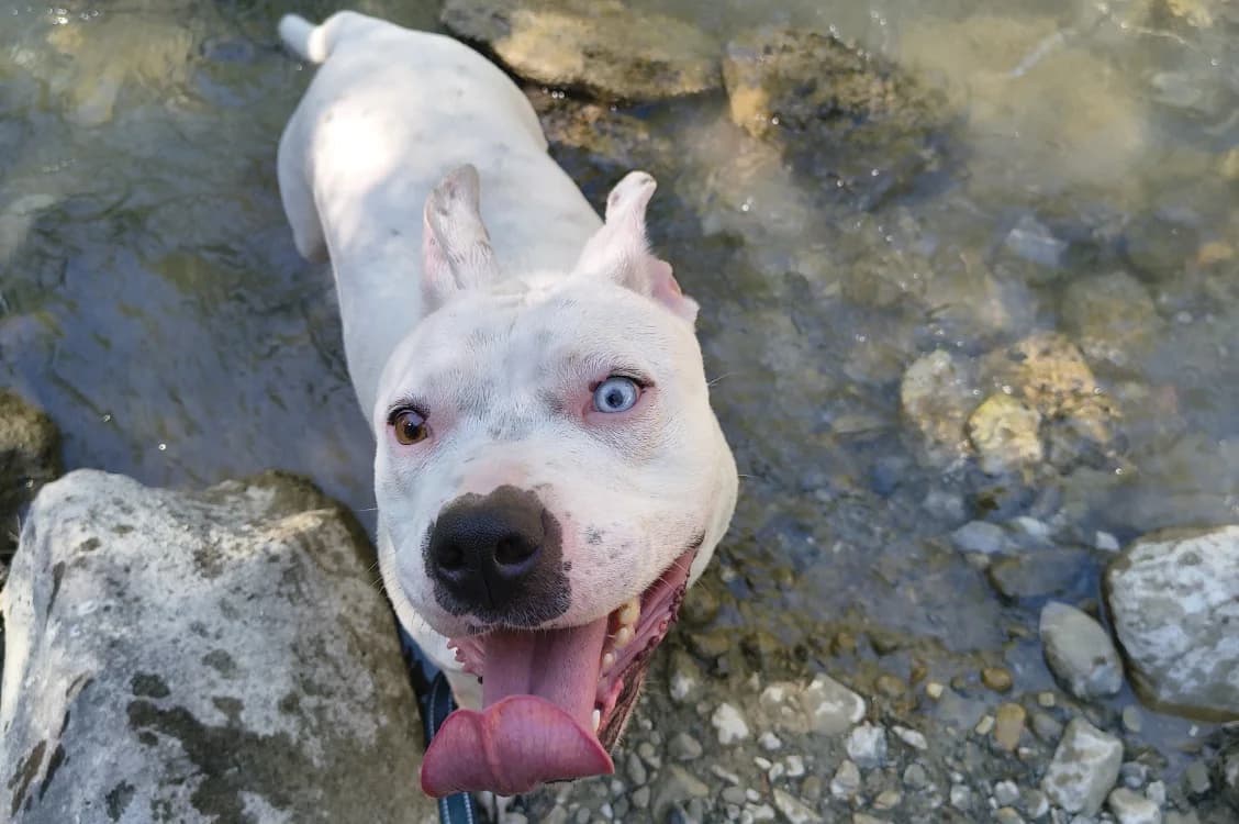 STELLA, female 3yo Mixed Breed for adoption at SPA Vichy (Brugheas), Vichy