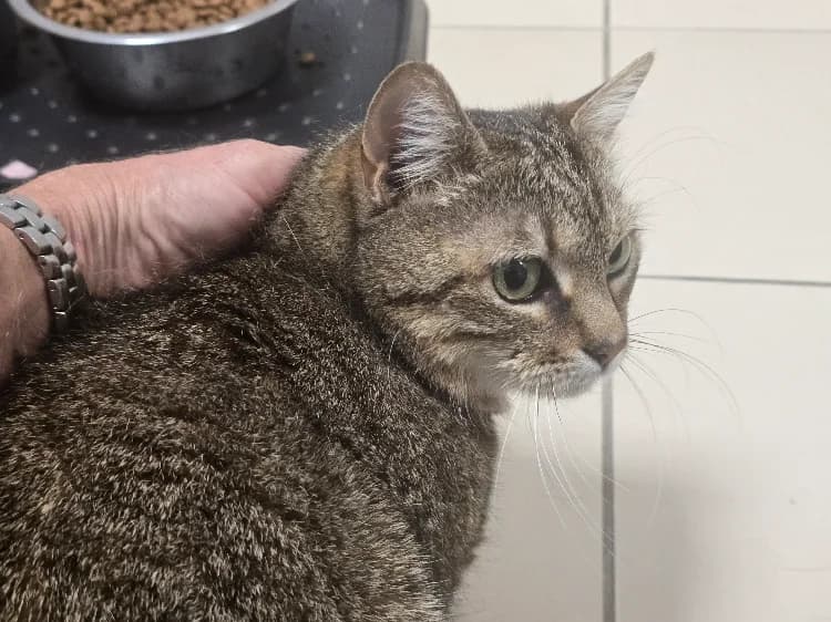 TAHITI, female 5yo Mixed Breed for adoption at SPA Vichy (Brugheas), Vichy
