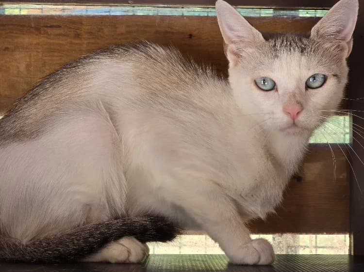 CHIPS, female young Mixed Breed for adoption at SPA Vichy (Brugheas), Vichy