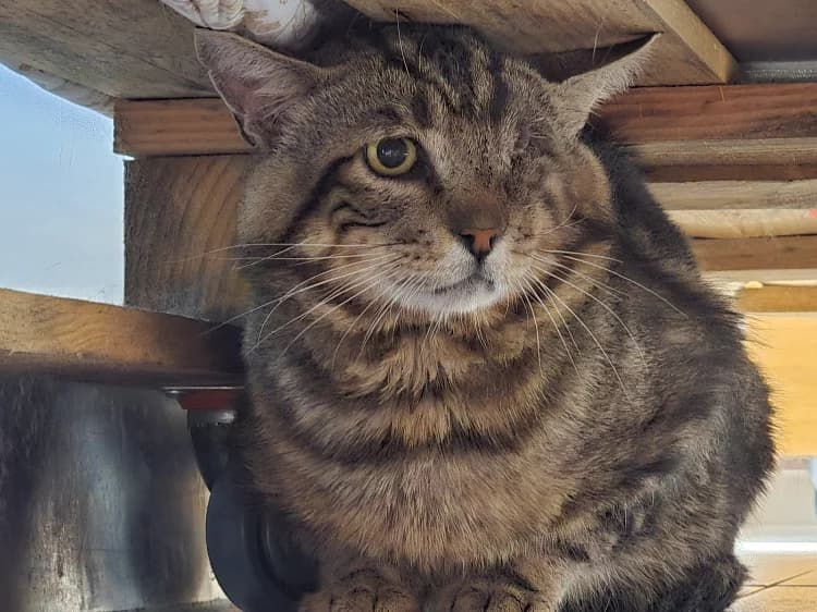 MARIO, male 7yo Mixed Breed for adoption at SPA Vichy (Brugheas), Vichy