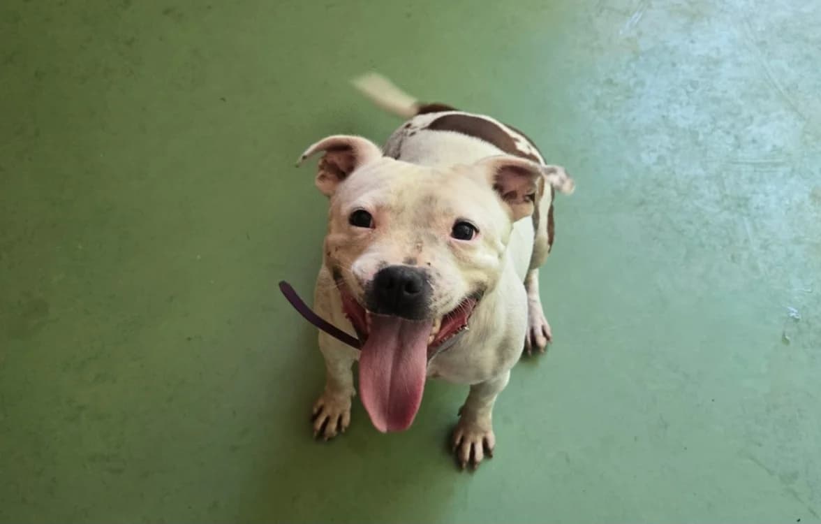 UTAH, female young Mixed Breed for adoption at SPA Vichy (Brugheas), Vichy