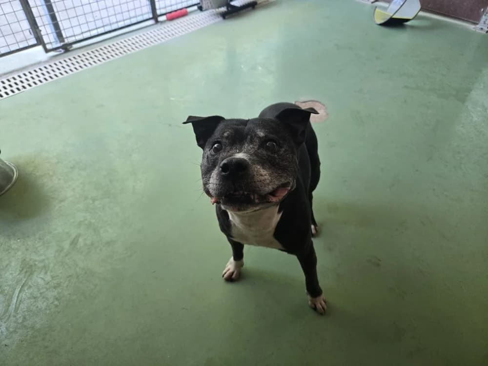 JAZZ, male senior Mixed Breed for adoption at SPA Vichy (Brugheas), Vichy