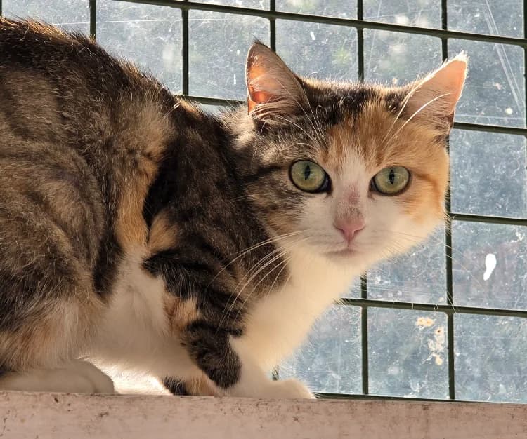 Ariel, female Mixed Breed for adoption at SPA Vichy (Brugheas), Vichy